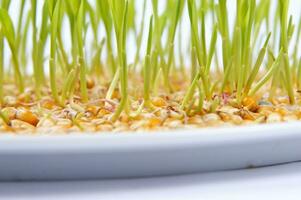 a close up of a bunch of corn sprouts photo