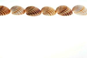 sea shells isolated on white background photo