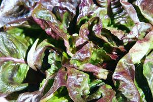 a close up of a bunch of lettuce photo