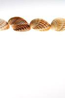 sea shells isolated on white background photo