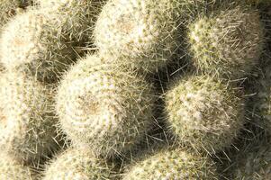 un cactus planta con muchos Picos foto