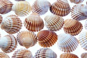 sea shells isolated on white background photo