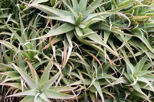 a large plant with many green leaves photo