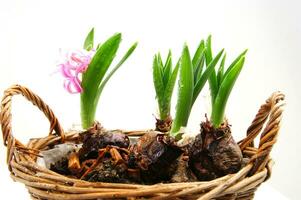 a basket with three small pink flowers in it photo