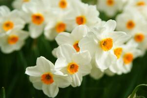 a field of yellow daffodils in the middle of a grassy field photo