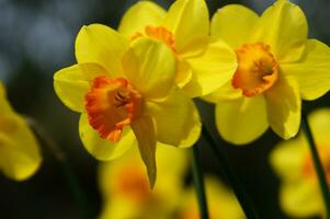 a field of yellow daffodils in the middle of a grassy field photo