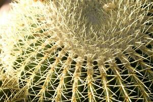 a cactus plant with many spikes photo