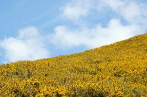 a large bush with yellow flowers photo