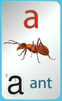 a letter for ant  with tracing vector