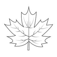 Contour drawing of a maple leaf. Autumn leaf vector