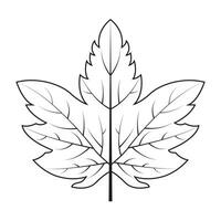 Contour drawing of a maple leaf. Autumn leaf vector