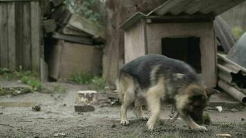 cane su un' catena attraente cibo video