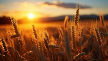 Sunset's Golden Light over the Wheat Field. Generative AI photo