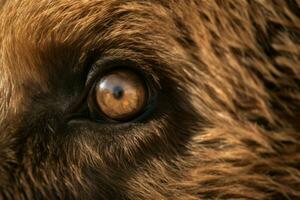 Bear eye closeup wildlife. Generate Ai photo