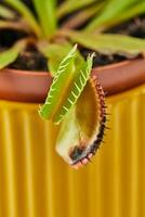 dionaea muscipula Venus atrapamoscas es carnívoro planta, carnívoro planta para atrapando insectos foto