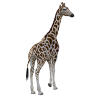 giraffe isolated 3d png