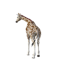 giraffe isolated 3d png