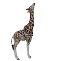 girafa isolado 3d png