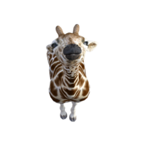 girafa isolado 3d png