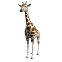 girafa isolado 3d png