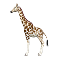 giraffe isolated 3d png