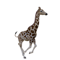 jirafa aislado 3d png