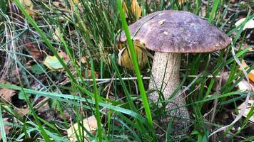 brown boletus in the grass among yellow fallen autumn leaves, zoom out video