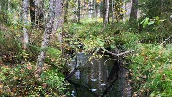 beautiful autumn landscape forest stream fallen leaves zoom in video