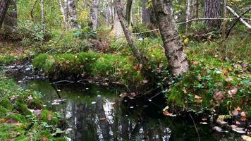 autumn forest landscape, panorama, stream in the foreground, yellow fallen leaves video