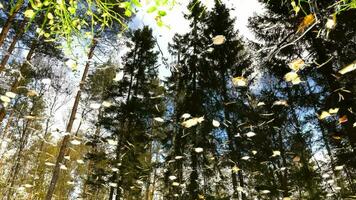 alta pinho e abeto árvores, caído folhas, outono paisagem, reflexão dentro água video