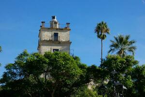 Date palms in the south of the Iberian peninsula, Cadiz, Spain, Andalucia photo