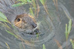 nutria en el onyar río en el centrar de el ciudad de gerona. foto