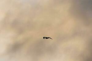 gaviotas volando en el cielo mediterráneo, pájaros salvajes en la costa catalana, españa foto