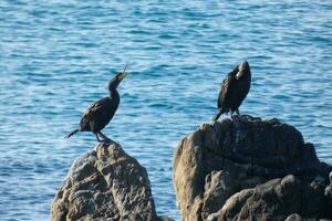 corbaranos, aves marinas en rocas cerca a el apuntalar foto