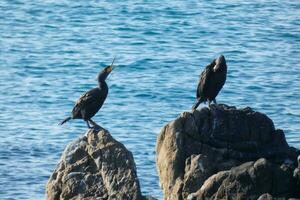 Corbarans, Seabirds on rocks close to the shore photo