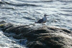 Wild seagulls in nature along the cliffs of the Catalan Costa Brava, Mediterranean, Spain. photo