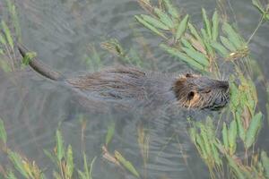 Otter in the Onyar river in the center of the city of Girona. photo