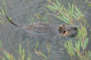 nutria en el onyar río en el centrar de el ciudad de gerona. foto