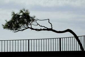 Camino de Ronda on the Catalan Costa Brava, S'agaro, Spain photo