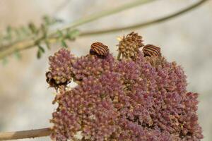 Dried flower from the Mediterranean area photo