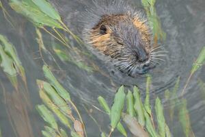 nutria en el onyar río en el centrar de el ciudad de gerona. foto