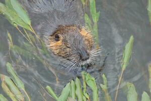 Otter in the Onyar river in the center of the city of Girona. photo