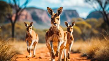 Wild kangaroos hopping across vast Australian Outback background with empty space for text photo
