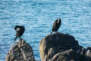 Corbarans, Seabirds on rocks close to the shore photo