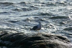 Wild seagulls in nature along the cliffs of the Catalan Costa Brava, Mediterranean, Spain. photo