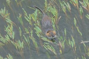Otter in the Onyar river in the center of the city of Girona. photo