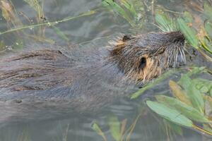 Otter in the Onyar river in the center of the city of Girona. photo