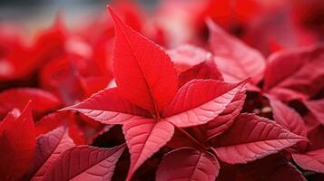 Vibrant red poinsettias on display at a holiday market photo