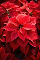 Vibrant red poinsettias on display at a holiday market photo