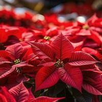 Vibrant red poinsettias on display at a holiday market photo